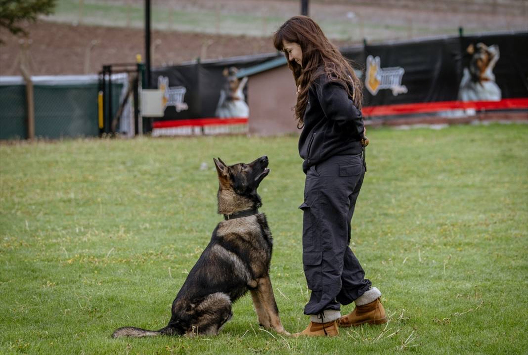 Özel eğitimli köpekler yeraltındaki su kaçaklarını tespit edecek 11